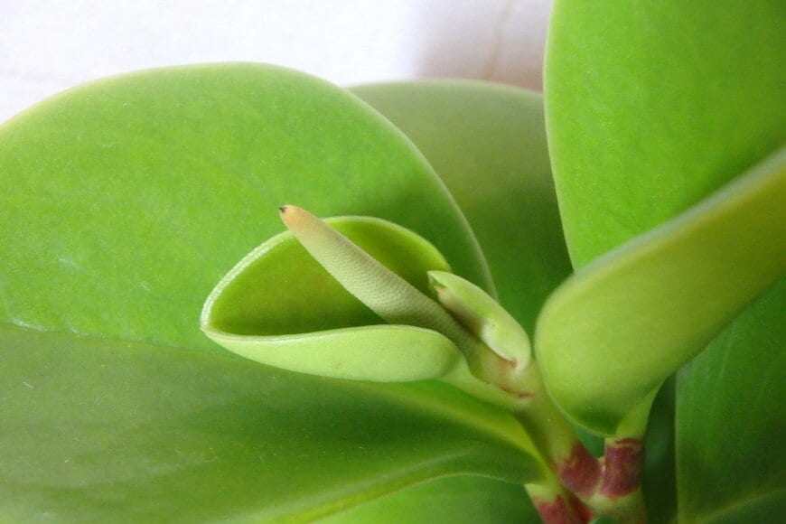 ダイソー、観葉植物ペペロミアの花の写真