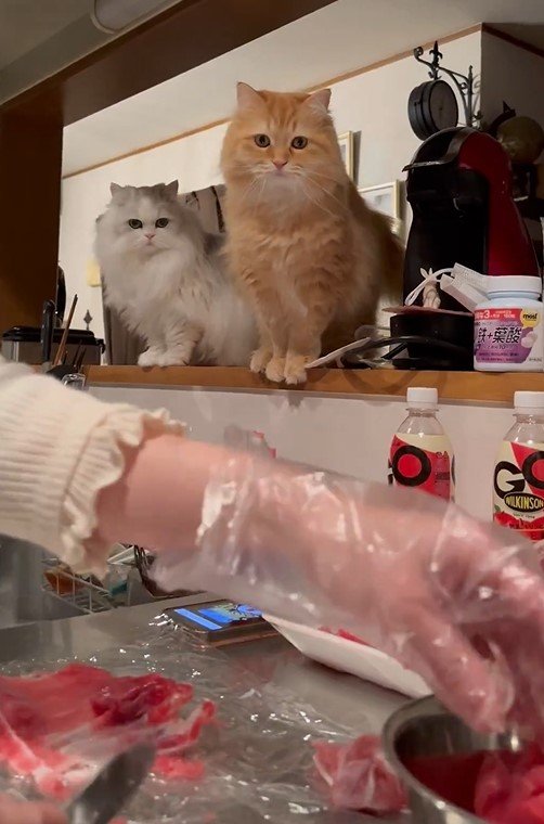 マグロを見つめる猫