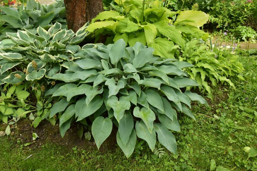 大きくみずみずしい葉に存在感がある「ギボウシ」