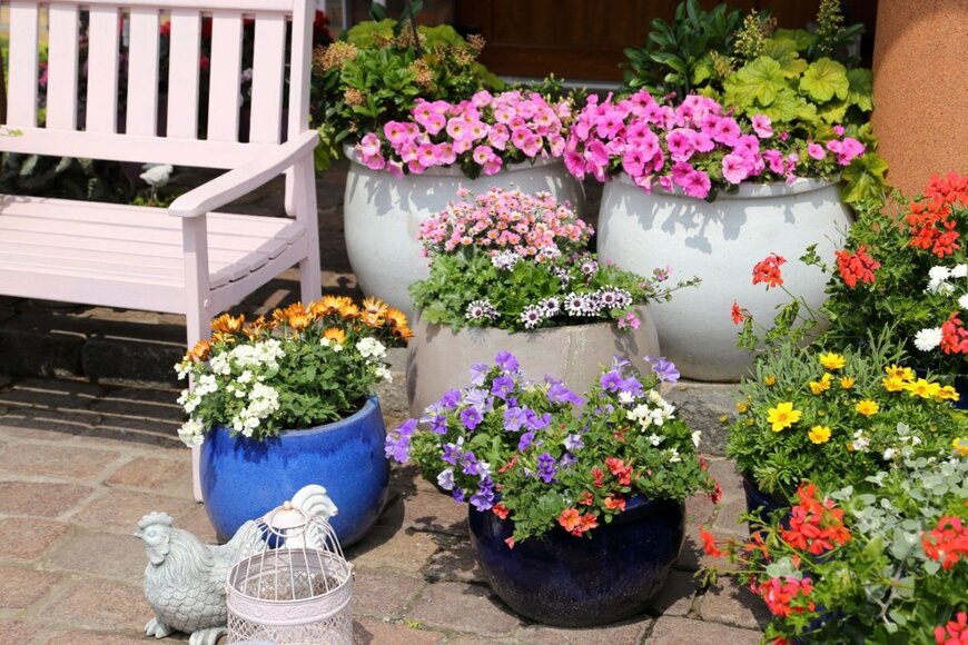 ゼラニウム、ペチュニア、オステオスペルマムなど、プランターに植えられた色とりどりの花