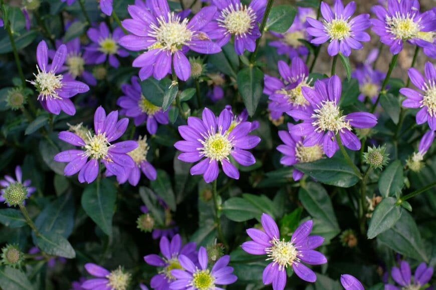 紫色の花を咲かせているミヤコワスレ