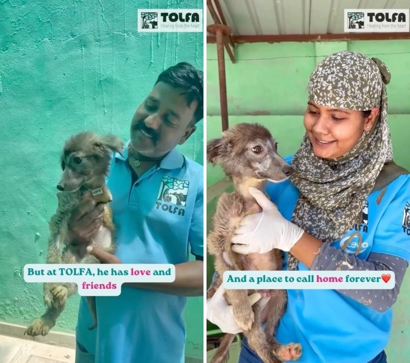 出所：<u><a href="https://www.instagram.com/p/DZ6q9tfPOpM/" target="_blank">@tolfaindia</a></u>