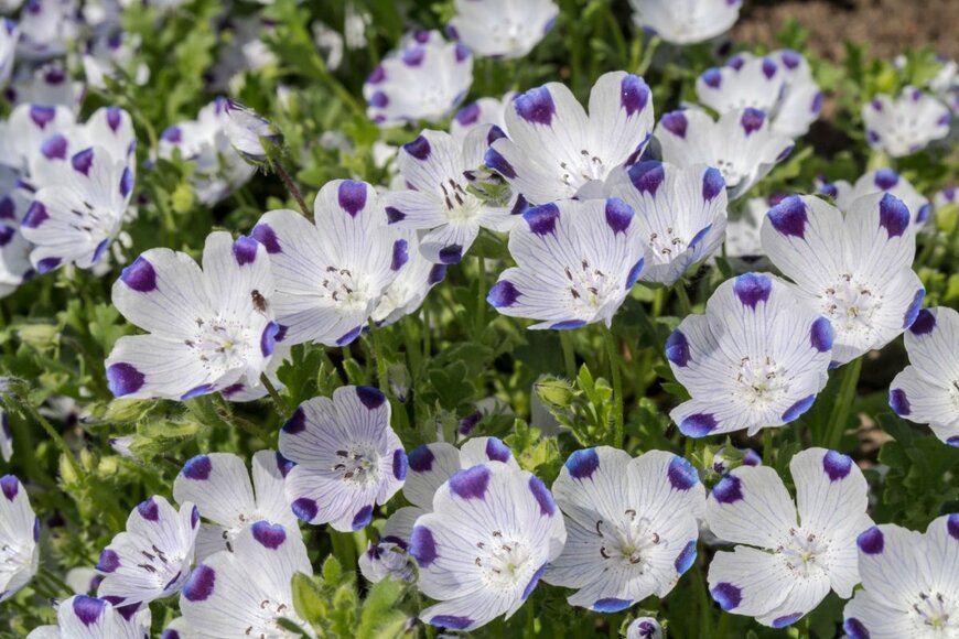 白地に紫のふち模様のあるネモフィラの花