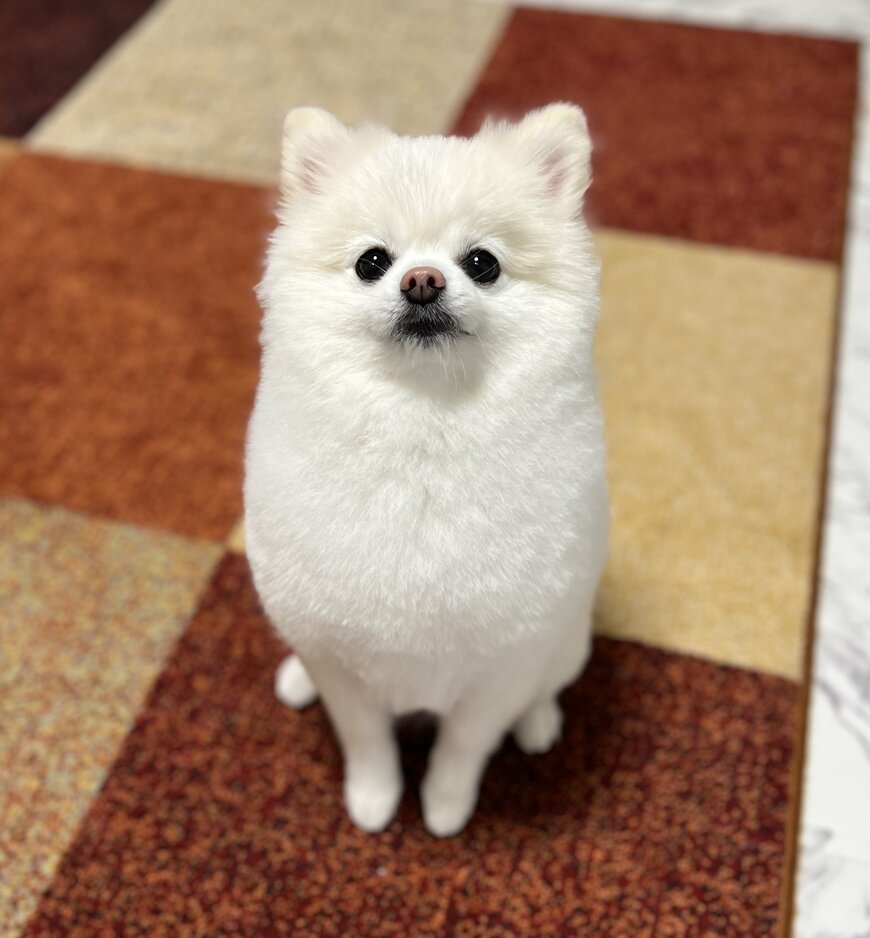 トリミングした犬