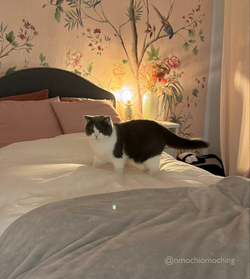 この日は「晩ごはんよりお布団！」だった模様