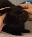 「至福の時間…」飼い主さんのゴッドハンドにうっとりする猫ちゃんが話題　