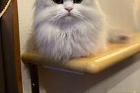 「小トトロに見える」猫の「おててないない」姿がSNSで話題に！ペットの不妊・去勢手術についても解説