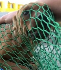 【動物レスキュー】鉄道会社の敷地に迷い込んだ犬。今は新しい家族と暮らす幸せな日々《ハッピーエンドと新たな始まり》