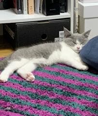 淡いグレーの身体が印象的な子猫　4年後…驚きの成長姿にホッコリ