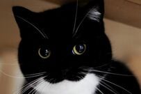 【これは仕事に行けない】猫好き共感？　「自宅でくつろぐ猫の様子」に思わずほっこり