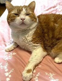 貫禄ぶりがかわいい猫→ある日の姿がまるで限界を悟った「風呂キャンセル界隈」の人間