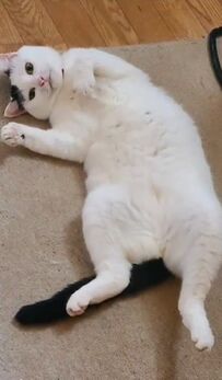 猫の写真にAIがつけたタイトル　「ロマンティック」なセンスにほっこり