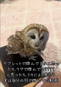 遊んでいるフクロウが可愛い！忙しない様子に思わず癒されます