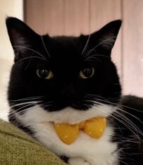 ぷくぷくほっぺの中には一体何が…？愛おしすぎる猫ちゃんの真ん丸顔にいいね続々！