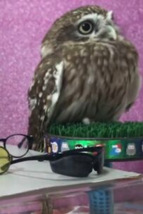 【似合う？と言っているかのよう】4種のメガネでコーディネートするフクロウ…SNSでは「どれも似合ってる」と大反響の声