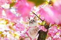 【年金】4月分から増額・支給は6月から「厚生年金と国民年金」平均受給額はいくらか「年金一覧表」で1歳刻みに見る