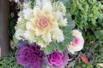 ハボタンが旬！【ガーデニング】春を待つ庭に迎えたいオススメのハボタン