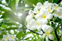 【8月のガーデニング】真夏の庭をトロピカルに演出！「リゾート気分で華やぐ」オススメの花8選