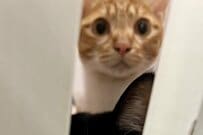 12時ジャストに部屋のドアを開けてみると…　待ち構えていた「猫たちの様子」が話題に