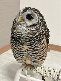 【卵型のフクロウ】体もおめめもきれいな丸！かわいさ大爆発のフクロウさんに目を奪われる