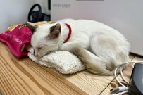 ようやく就寝した「生後2ヶ月の保護子猫」　2分後…まさかの展開に悶絶
