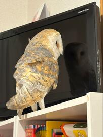 【視線の先は…？】テレビ越しに◯◯を見つめるフクロウが話題！絶妙なツンデレ感が可愛い