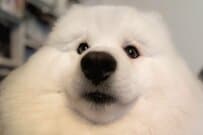 サモエド犬がネックピローをつけたら…まさかの姿にSNS悶絶