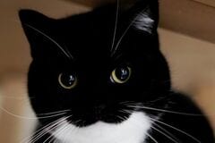 【これは仕事に行けない】猫好き共感？　「自宅でくつろぐ猫の様子」に思わずほっこり