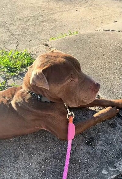 日なたの路面に伏せ、ピンク色のリードをつけた犬