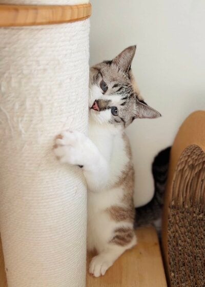 抗議活動をするミントちゃん