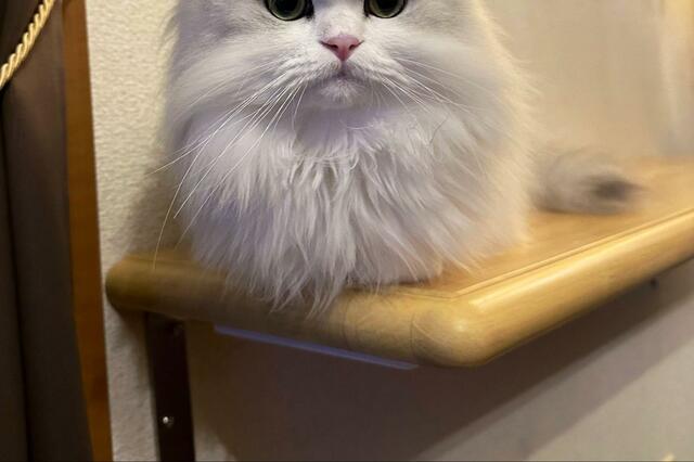 「小トトロに見える」猫の「おててないない」姿がSNSで話題に！ペットの不妊・去勢手術についても解説