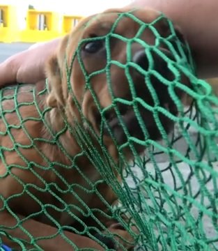 【動物レスキュー】鉄道会社の敷地に迷い込んだ犬。今は新しい家族と暮らす幸せな日々《ハッピーエンドと新たな始まり》