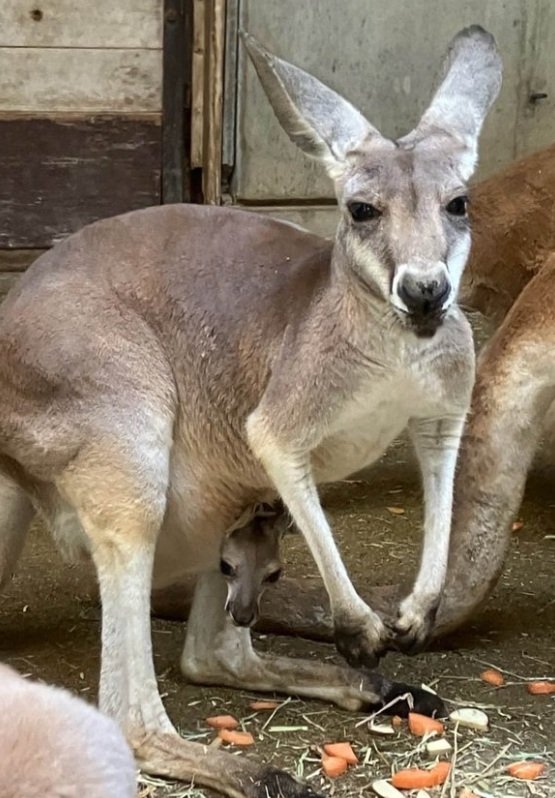 【とべ動物園】動物たちのもぐもぐタイム「1、2、3…一体何匹？？？」カンガルーの仲良し朝ごはんを紹介（愛媛県）