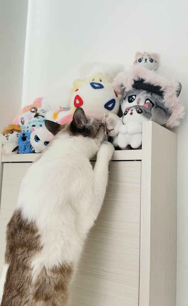 「ねんねのおとも」を選ぶ猫　取り出したおともと寝る様子に悶絶