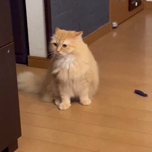 猫が急に「やんのかポーズ」！　そのワケに爆笑「滑ってきたwww」