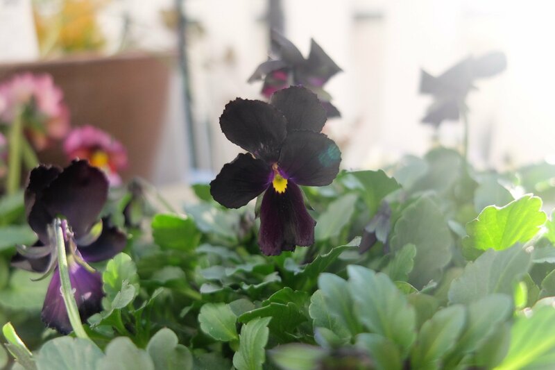 ビオラ 檳榔子染（びんろうじぞめ）LIMOガーデニング部撮影写真