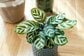 【初夏の部屋に映える】初心者でも育てやすい観葉植物3選｜爽やかでおしゃれなインテリアグリーン特集