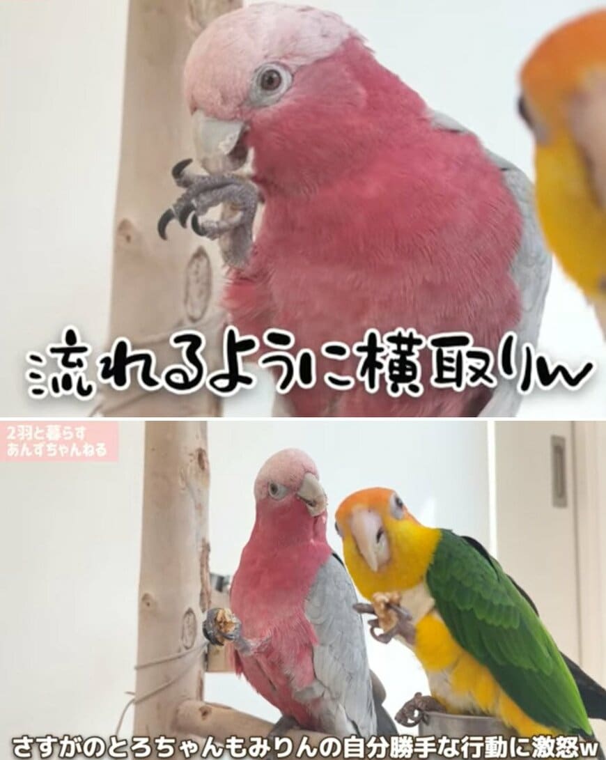 出所：@anz_omomiri