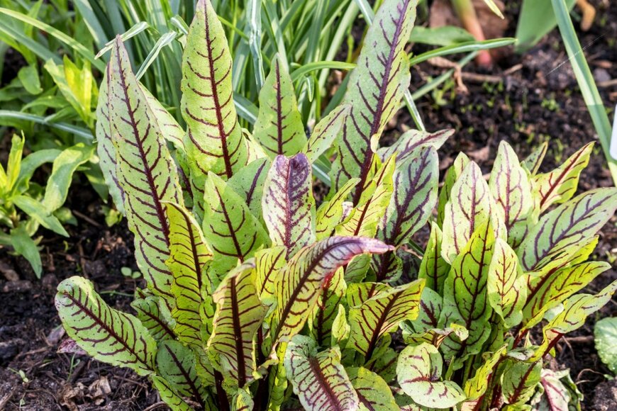 Ludmila Kapustkina/shutterstock.com