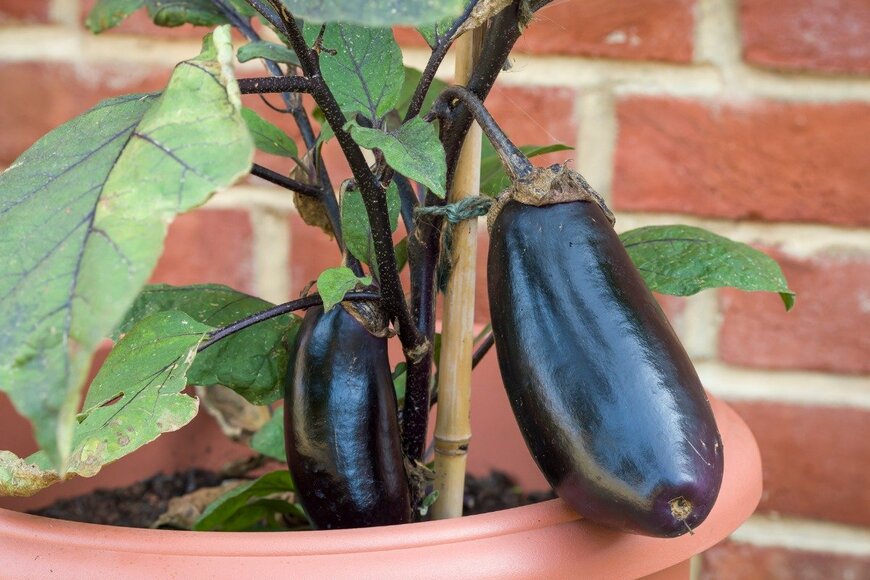 PaulMaguire/istockphoto.com