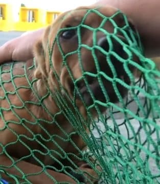 【動物レスキュー】鉄道会社の敷地に迷い込んだ犬。今は新しい家族と暮らす幸せな日々《ハッピーエンドと新たな始まり》