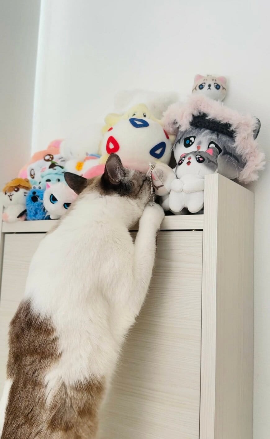 「ねんねのおとも」を選ぶ猫　取り出したおともと寝る様子に悶絶