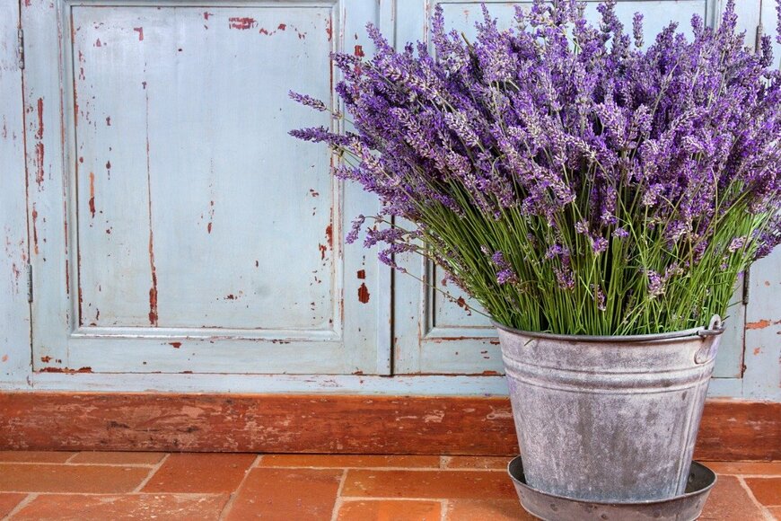 anskuw/istockphoto.com