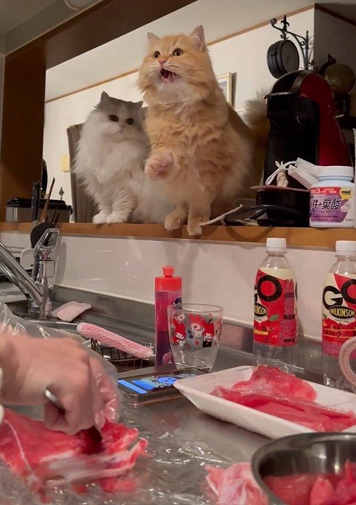 出所：@NEKOLAND13