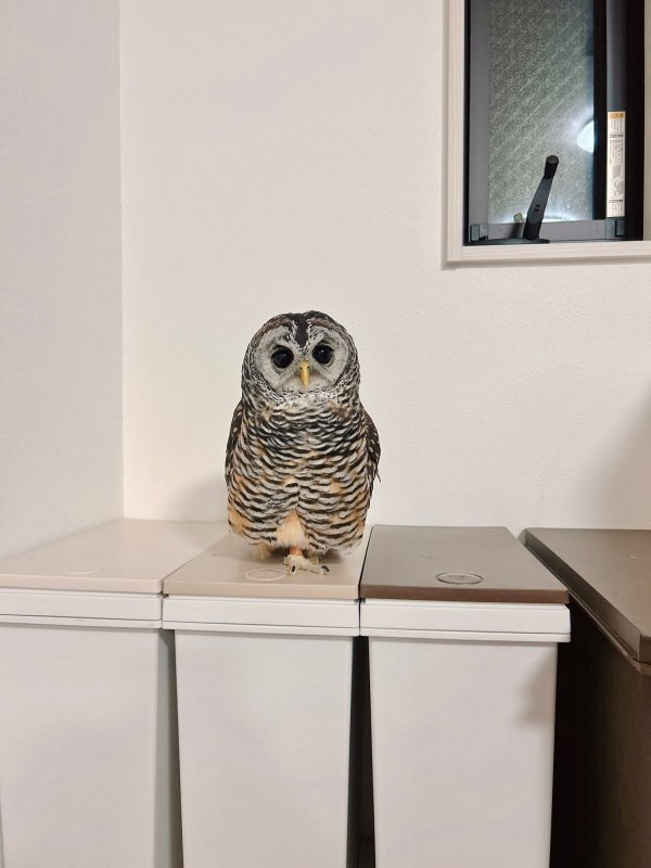 出所：@kanata_akas