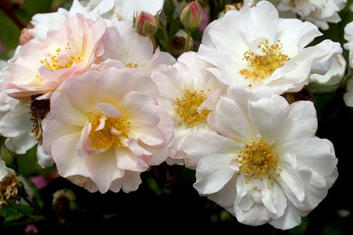 Gary Matuschka/shutterstock.com