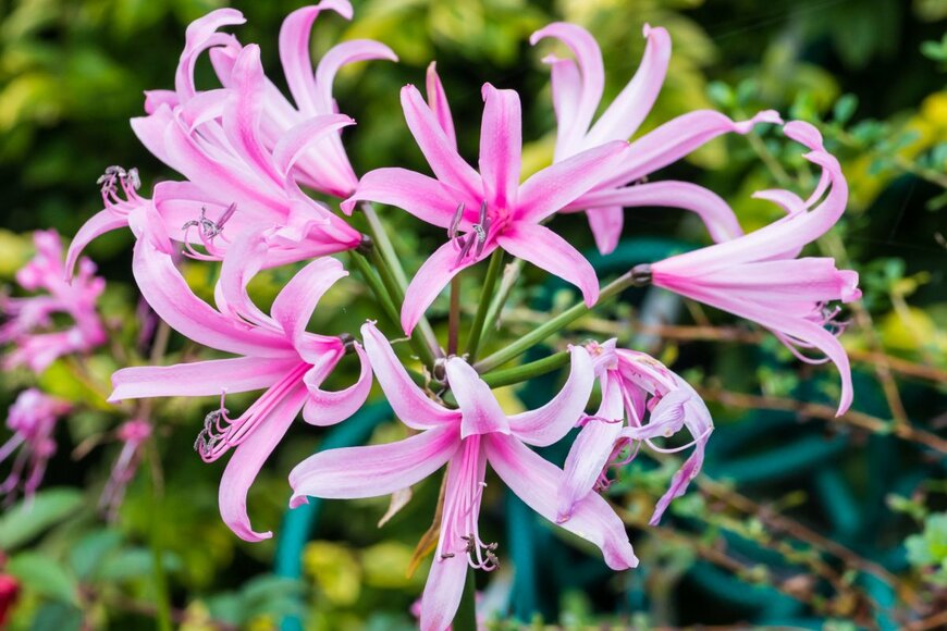 Ian Grainger/shutterstock.com