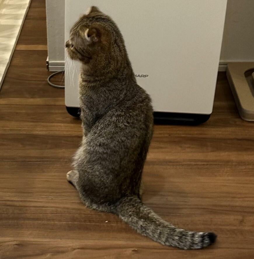 出所：@ponpokopontanu