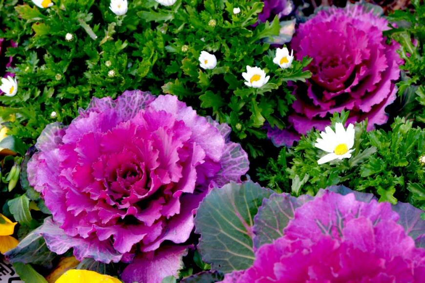 anna.chikushi/shutterstock.com