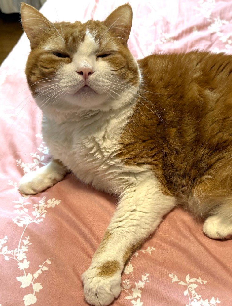 貫禄ぶりがかわいい猫→ある日の姿がまるで限界を悟った「風呂キャンセル界隈」の人間